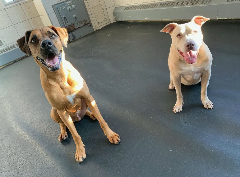 A Hero Story: Barley.